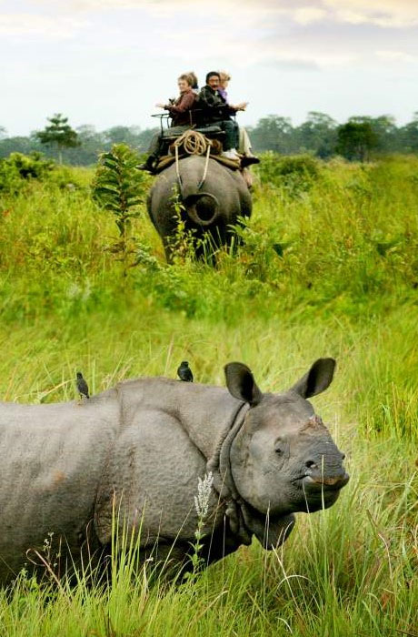 Jaldapara Wildlife Safari